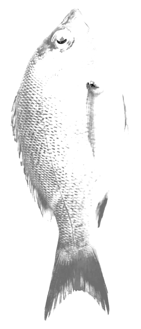 human